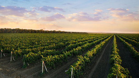 Как влияет год урожая на вино?